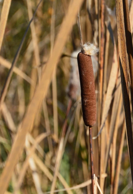 a close up of a cattails plant with a blurry background, hurufiyya, hibernation capsule close-up, holding a thick staff, cotton, high res photo