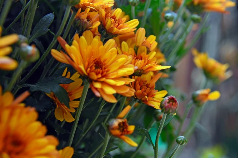 a close up of a bunch of yellow flowers, a picture, by Linda Sutton, vanitas, orange blooming flowers garden, chrysanthemum, golden autumn, anna nikonova