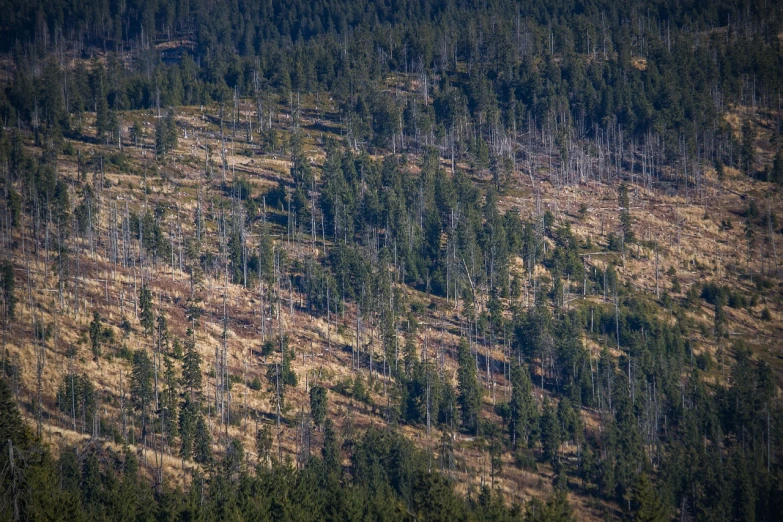 a bear that is standing in the grass, a tilt shift photo, by Dietmar Damerau, dead tree forest, “ aerial view of a mountain, ((trees)), taiga