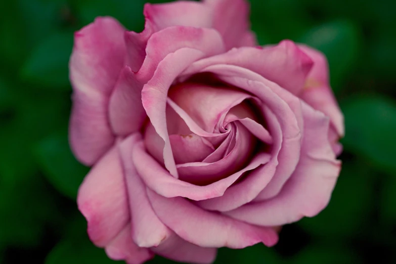 a close up of a pink rose with green leaves, a portrait, by Leonard Bahr, vortex of plum petals, sharply shaped, lilac, a wide full shot