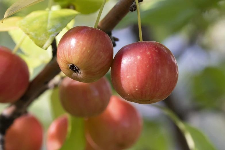 a close up of a bunch of fruit on a tree, a portrait, by David Garner, pixabay, ?black apples, immature, close up of iwakura lain, 💣 💥💣 💥