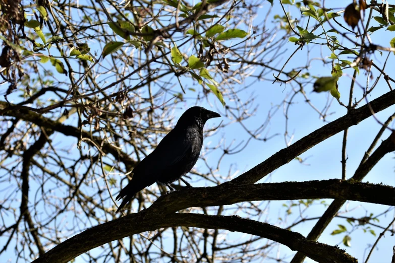 a black bird sitting on top of a tree branch, pixabay, crows on the oak tree, museum quality photo, stock photo, a fat