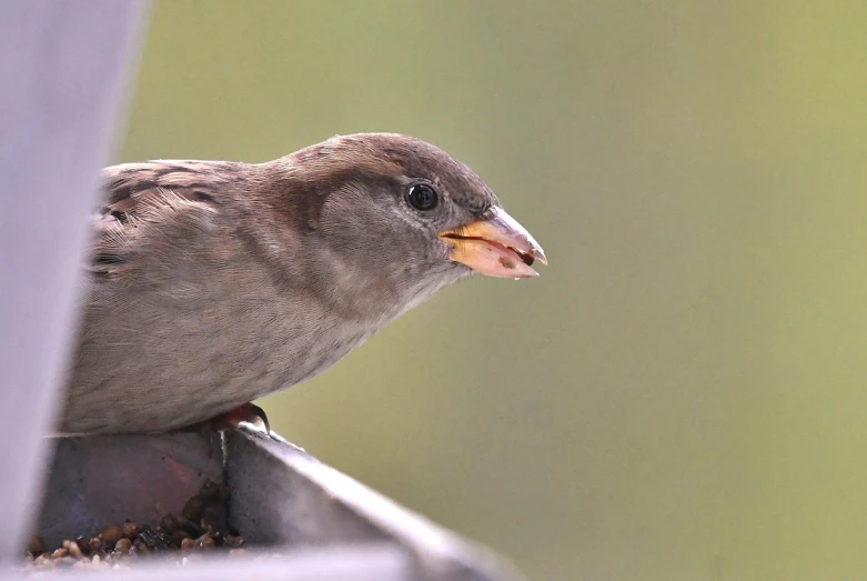 a small bird sitting on top of a window sill, a portrait, pixabay, plein air, licking tongue, hyperrealistic sparrows, mid 2 0's female, closeup shot of face