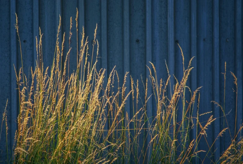 a fire hydrant sitting next to a bunch of tall grass, postminimalism, late summer evening, gold and indigo, next to a red barn, 8k 50mm iso 10