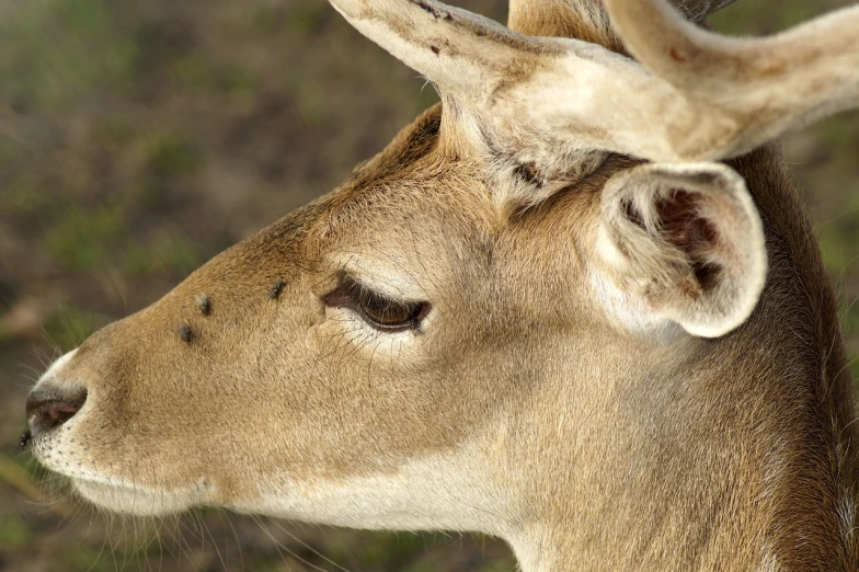 a close up of a deer's head with horns, a macro photograph, by Jesper Knudsen, shutterstock, pierced, side view of a gaunt, stock photo