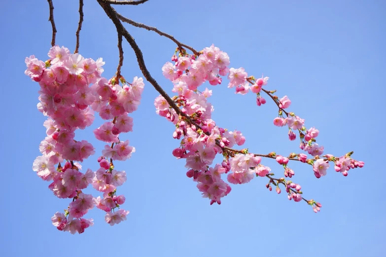 a tree branch with pink flowers against a blue sky, a picture, by Maeda Masao, shutterstock, sakura bloomimg, highly detailed picture, stock photo