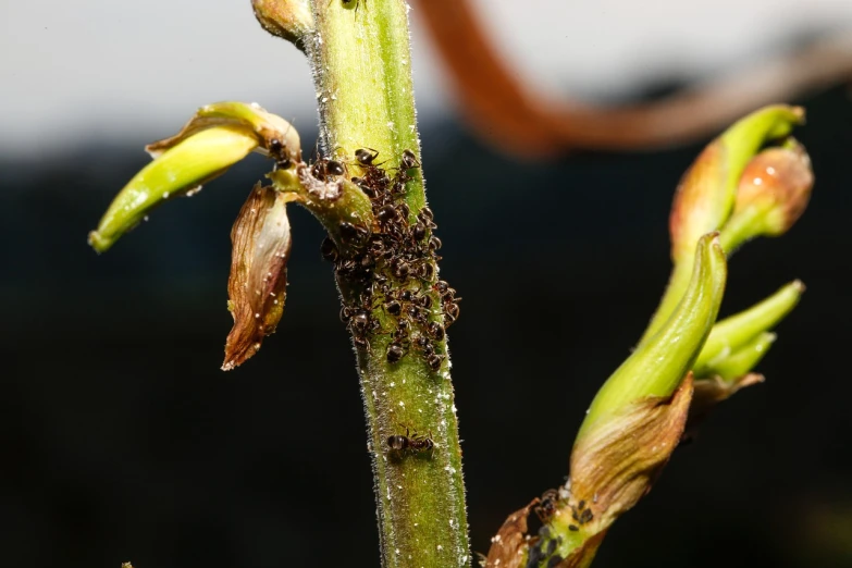 a close up of a stem of a plant, a macro photograph, by Erwin Bowien, shutterstock, swarming with insects, disease, orchid stems, stock photo