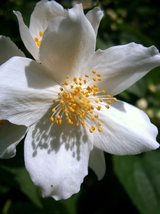 a close up of a white flower with yellow stamen, flickr, jasmine, touch of gold leaf, wikimedia, shaded