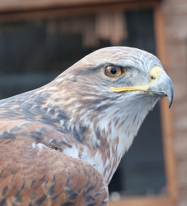 a close up of a bird of prey with a building in the background, a portrait, hurufiyya, closeup photo, very sharp photo, portait photo