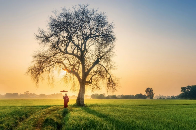 a person standing under a tree in a field, shutterstock, ao dai, award - winning photo, spring early morning, stock photo