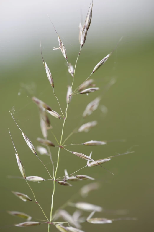 a close up of some grass in a field, by Robert Brackman, hurufiyya, fine simple delicate structure, malt, shallow dof, dendritic