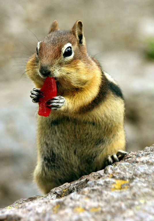 a chipper eating a piece of food on a rock, flickr, photograph credit: ap, [[fantasy]], red round nose, mittens