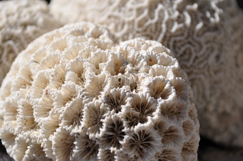 a bunch of white coral sitting on top of a table, a macro photograph, hurufiyya, hyperdetailed intricate, patterns and textures, 3 4 5 3 1, coxcomb