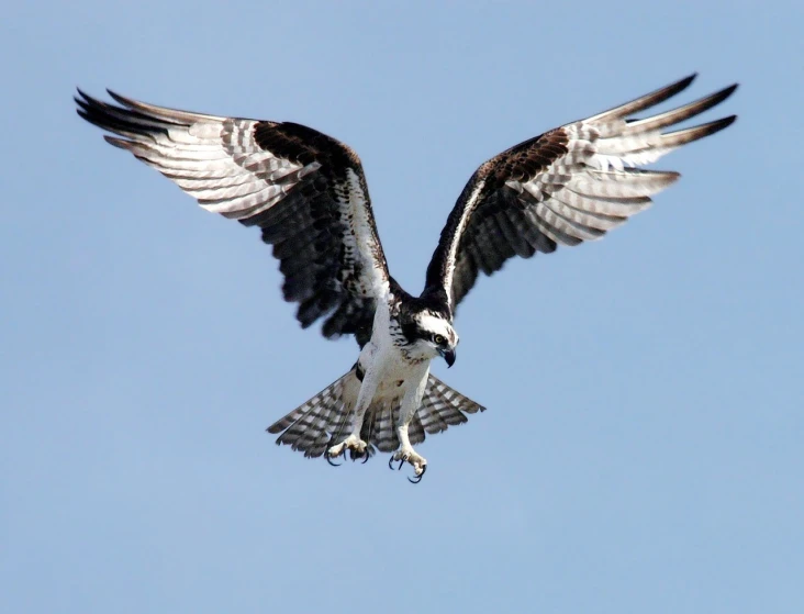 a large bird flying through a blue sky, a portrait, shutterstock, hurufiyya, helicopters and tremendous birds, on his hind legs, black on white, big white glowing wings