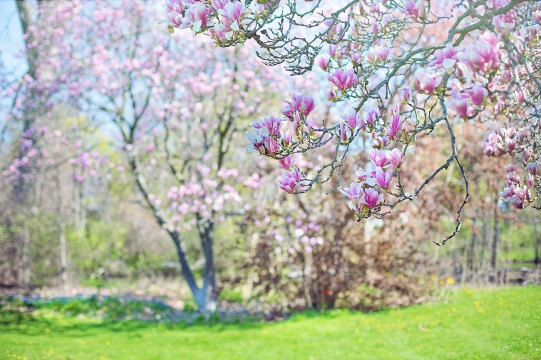 a tree that has a bunch of flowers on it, a photo, by Armin Hansen, shutterstock, magnolia leaves and stems, garden with flowers background, berlin park, pastel flowery background