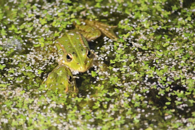 a frog that is sitting in some water, by Robert Brackman, moss covered, green sparkles, 2 0 2 2 photo, museum quality photo