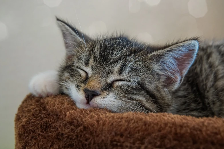 a cat sleeping on top of a brown blanket, shutterstock, portrait of a kitten, shiny and sparkling, happily tired, wallpaper - 1 0 2 4