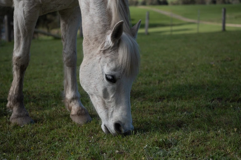 a white horse standing on top of a lush green field, short light grey whiskers, eating, tight shot of subject, lowres