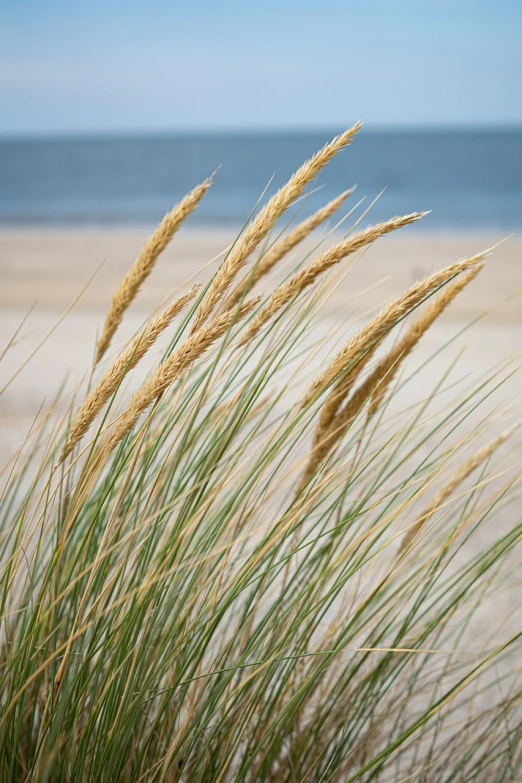 the grass is blowing in the wind on the beach, by David Garner, unsplash, folk art, vertical orientation, ears, grain”, ultrafine detail ”