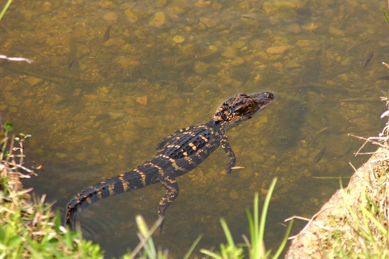 a large alligator floating in a body of water, by Tom Carapic, flickr, ! low contrast!, salamander, cub, kodak photo