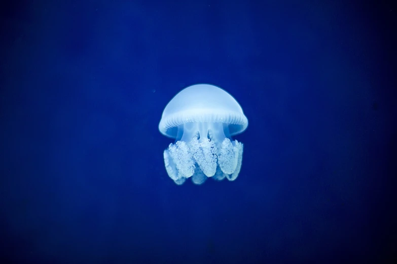 a jellyfish that is floating in the water, blue backdrop, endangered, shot on nikon d 3 2 0 0, blue white colors