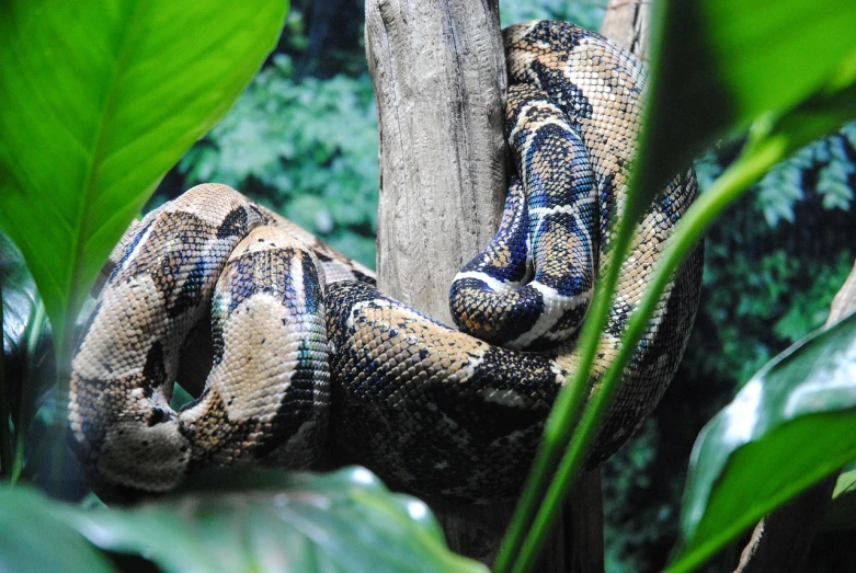 a close up of a snake on a tree branch, a photo, flickr, sumatraism, animals mating, anaconda, pixelated, two male