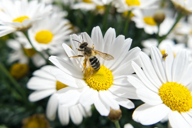 a bee sitting on top of a white flower, bauhaus, high detail product photo
