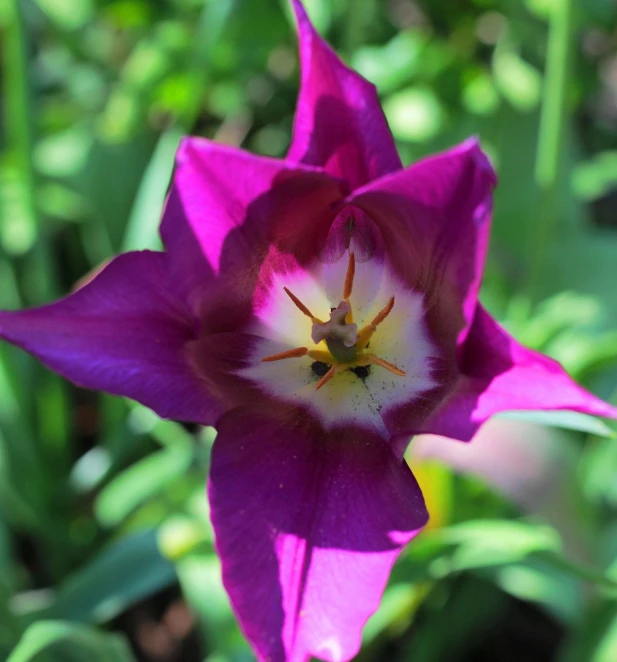 a close up of a purple and white flower, by Phyllis Ginger, tulip, seven pointed pink star, deep colour\'s, eyes opened