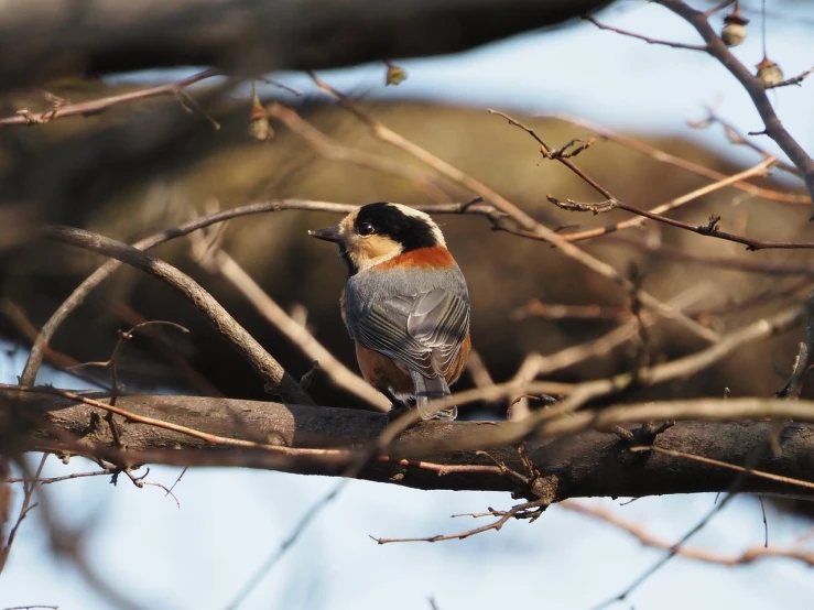 a small bird sitting on top of a tree branch, flickr, bauhaus, very handsome, high res photo, jin shan, top - down photo