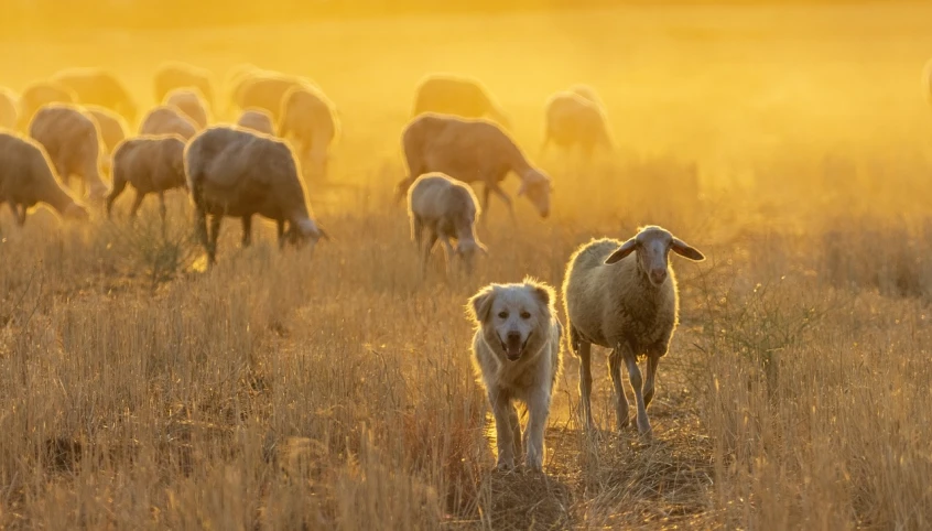 a herd of sheep standing on top of a grass covered field, a picture, by Josef Dande, radiating golden light, two dogs, dusty light, photograph credit: ap
