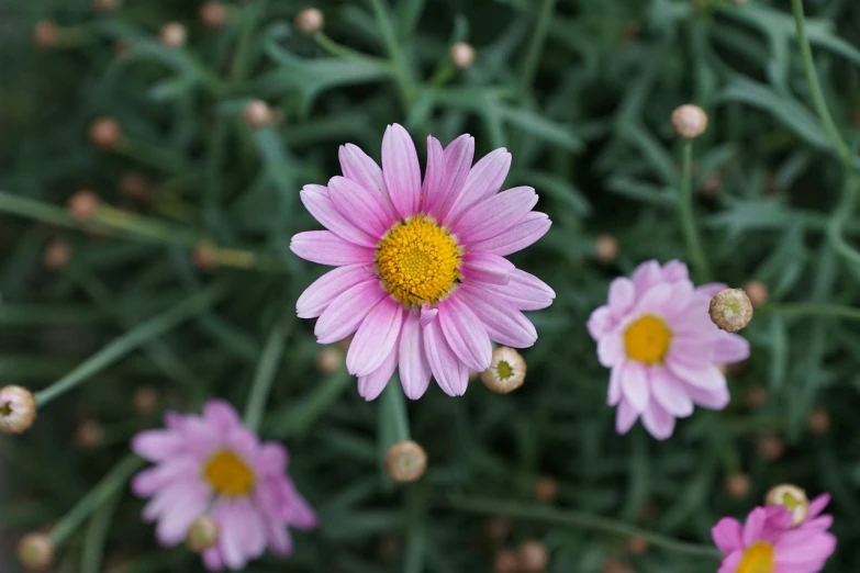 a pink flower with a yellow center surrounded by green leaves, a picture, by Yasushi Sugiyama, chamomile, h. hydrochaeris, lostus flowers, purple flowers