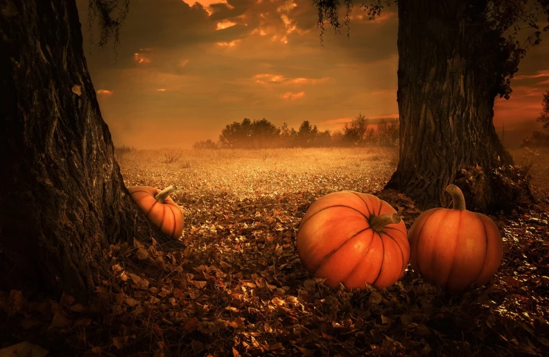 three pumpkins sitting on the ground next to a tree, digital art, shutterstock, beautiful iphone wallpaper, kramskoi 4 k, 3 2 x 3 2, autumn field