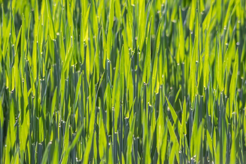 a field of green grass with water droplets, by Richard Carline, precisionism, wheat field, spring light, very accurate photo, flash photo