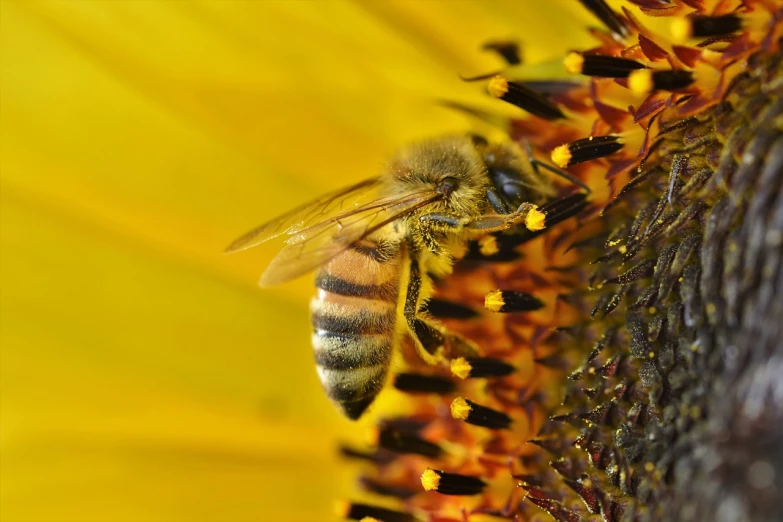 a close up of a bee on a sunflower, a photo, by Hans Schwarz, renaissance, warm glow, 🦩🪐🐞👩🏻🦳, honey and bee hive, afp