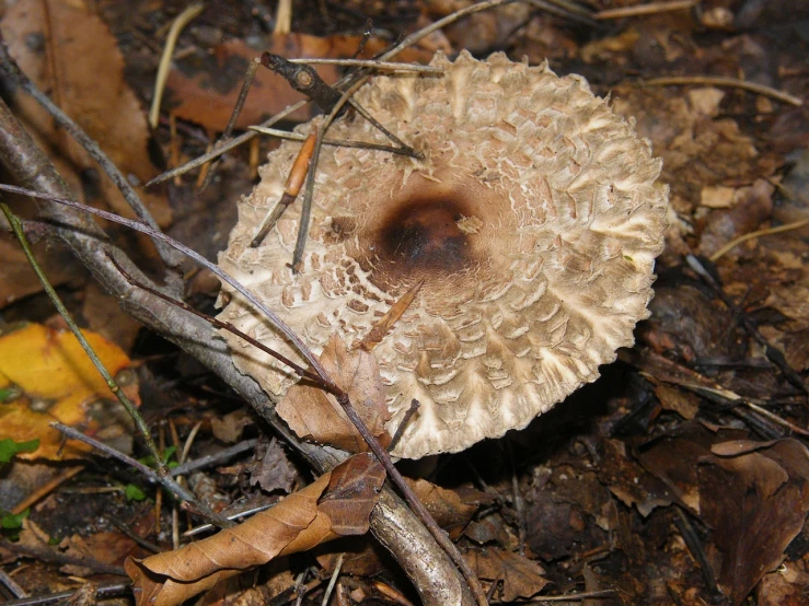 a close up of a mushroom on the ground, by Robert Brackman, flickr, hurufiyya, with a halo of unkempt hair, fungal pages, alabama, front side view