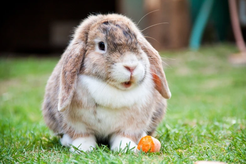 a rabbit that is sitting in the grass, a picture, shutterstock, with a round face, an orange, lop eared, 🐿🍸🍋