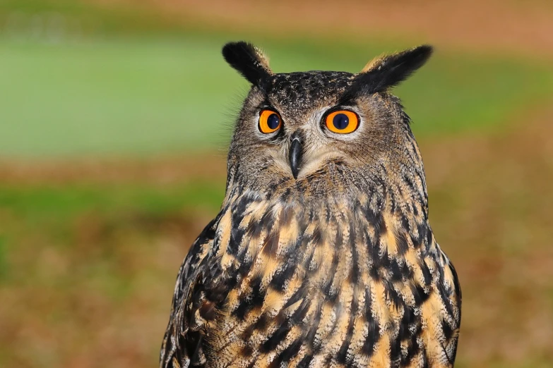 a close up of an owl with orange eyes, a portrait, hurufiyya, with pointy ears, museum quality photo, outdoor photo, istock