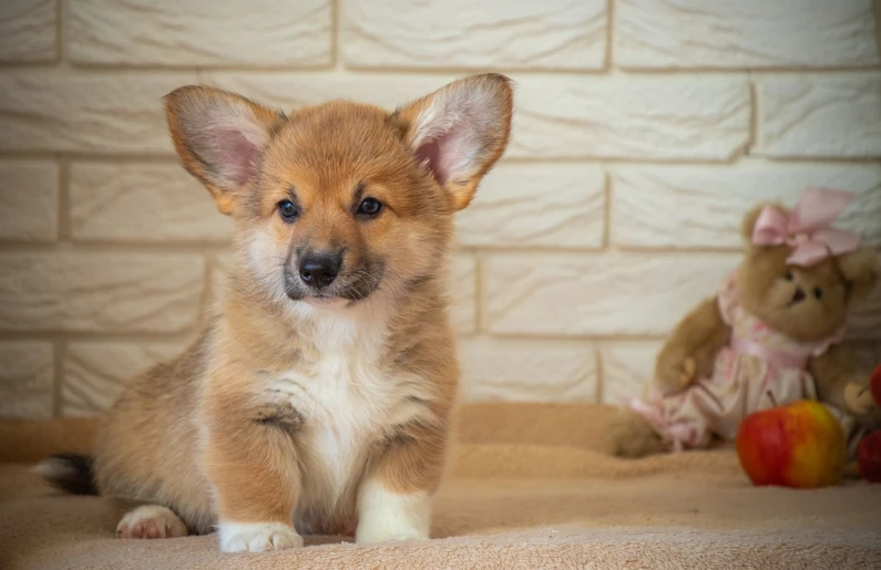 a brown and white puppy sitting next to a teddy bear, a pastel, by Ivan Grohar, shutterstock, depicting a corgi made of fire, three - tailed fox, taken with sony alpha 9, handmade