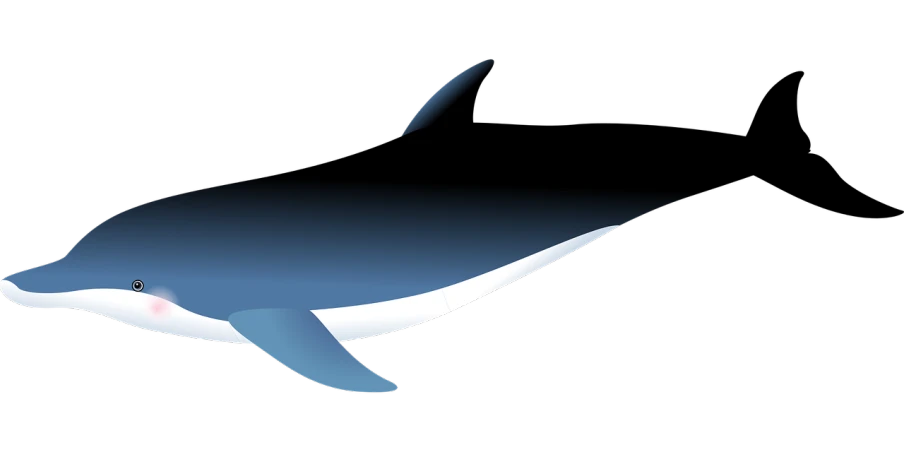 a close up of a whale on a black background, an illustration of, deviantart, hurufiyya, raytraced blade, cartoonish and simplistic, fbx, blueish