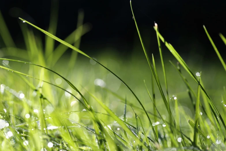 a close up of some grass with water droplets, pixabay, realism, windows xp wallpaper, on a dark background, grassy hill, smooth tiny details