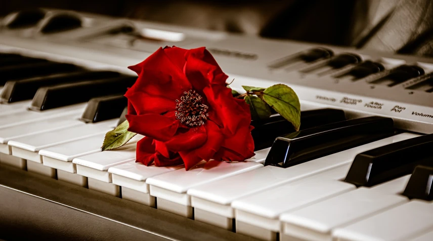 a red rose sitting on top of a piano keyboard, a picture, by Eugeniusz Zak, flower power, shot on canon eos r 5, musical instruments, romantic scene