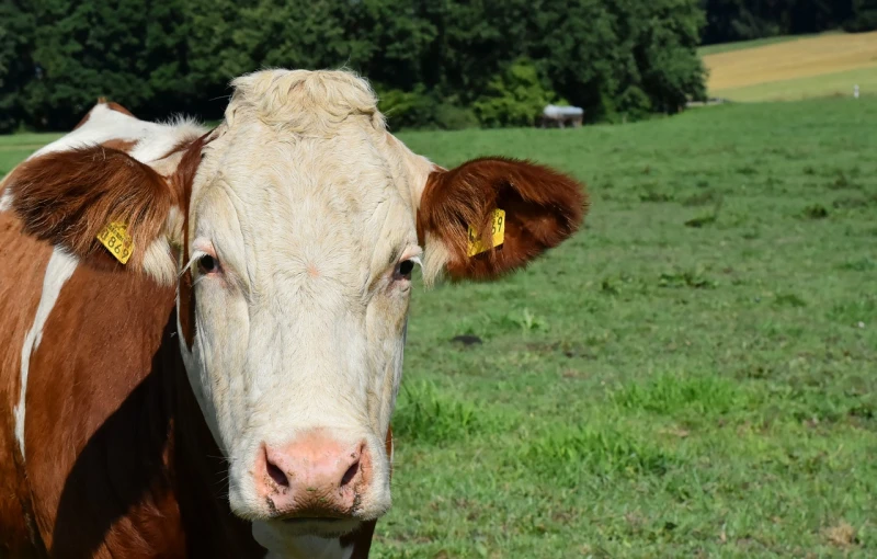 a brown and white cow standing on top of a lush green field, a portrait, high res photo, square nose, 1128x191 resolution, stock photo