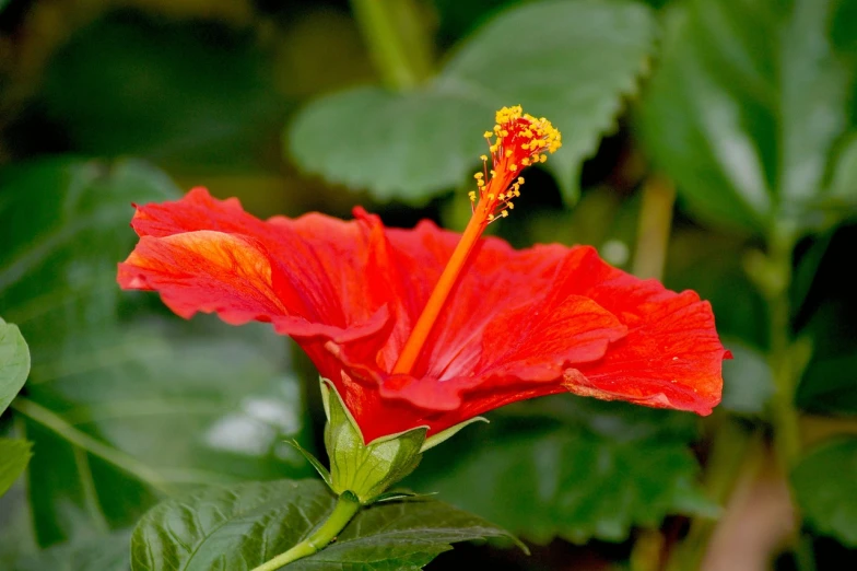 a close up of a red flower with green leaves, hurufiyya, hibiscus, red and orange colored, inside the flower, beautiful flower