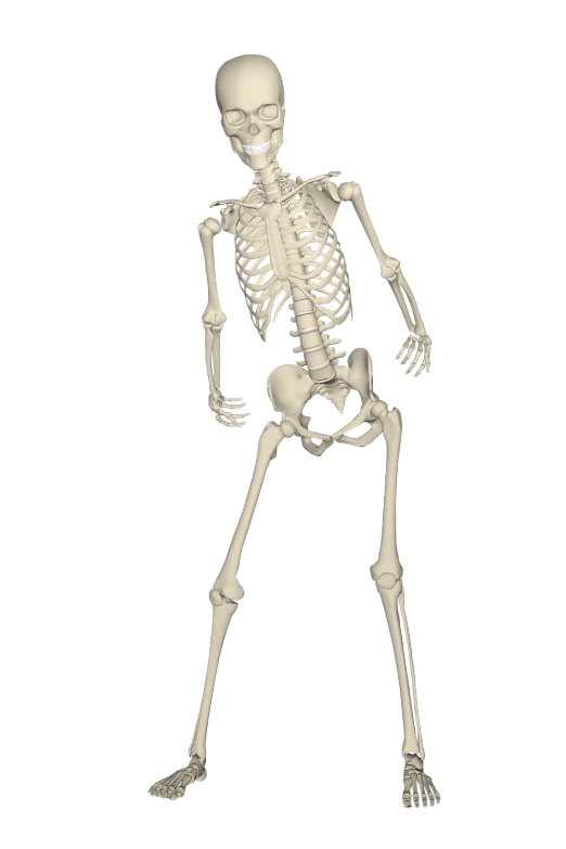 a black and white photo of a skeleton, a raytraced image, by Andrei Kolkoutine, pexels, digital art, full entire body fun pose, toon, a wide full shot, rotoscoped