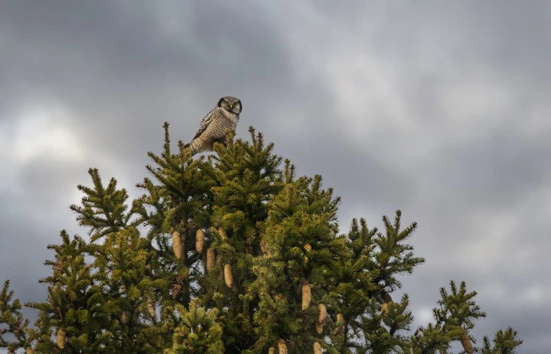 a bird perched on top of a pine tree, shutterstock, on a cloudy day, very very small owl, taken at golden hour, 2 0 2 2 photo