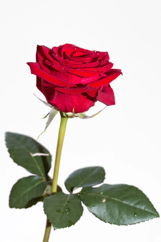 a single red rose on a stem against a white background, a portrait, by Alexander Fedosav, close-up product photo, ukrainian, extremely high quality, productphoto