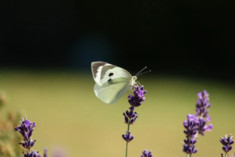 a butterfly sitting on top of a purple flower, minimalism, large white wings, 33mm photo