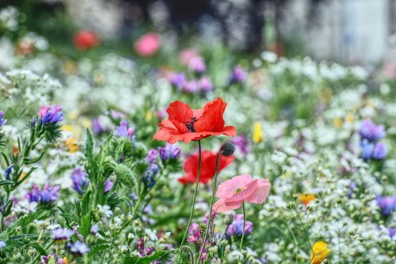 a field filled with lots of different colored flowers, a picture, by Erwin Bowien, poppy, bokeh in the background only, london, flowers and foliage