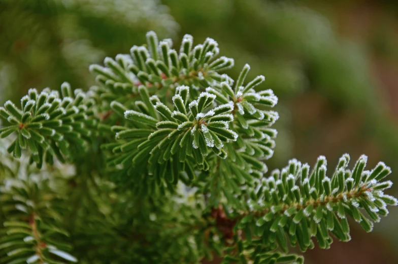 a close up of a pine tree with frost on it, green mist, serrated point, spring winter nature melted snow, vibrant foliage