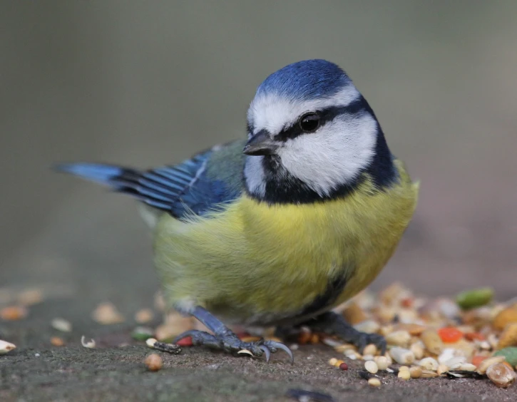 a blue and yellow bird sitting on top of a pile of food, flickr, paul heaston, seeds, soft chin, cake